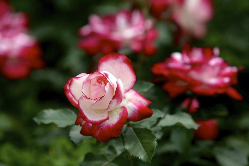 Thornden Park Rose Garden. Michael Davis Photo | Syracuse New Times