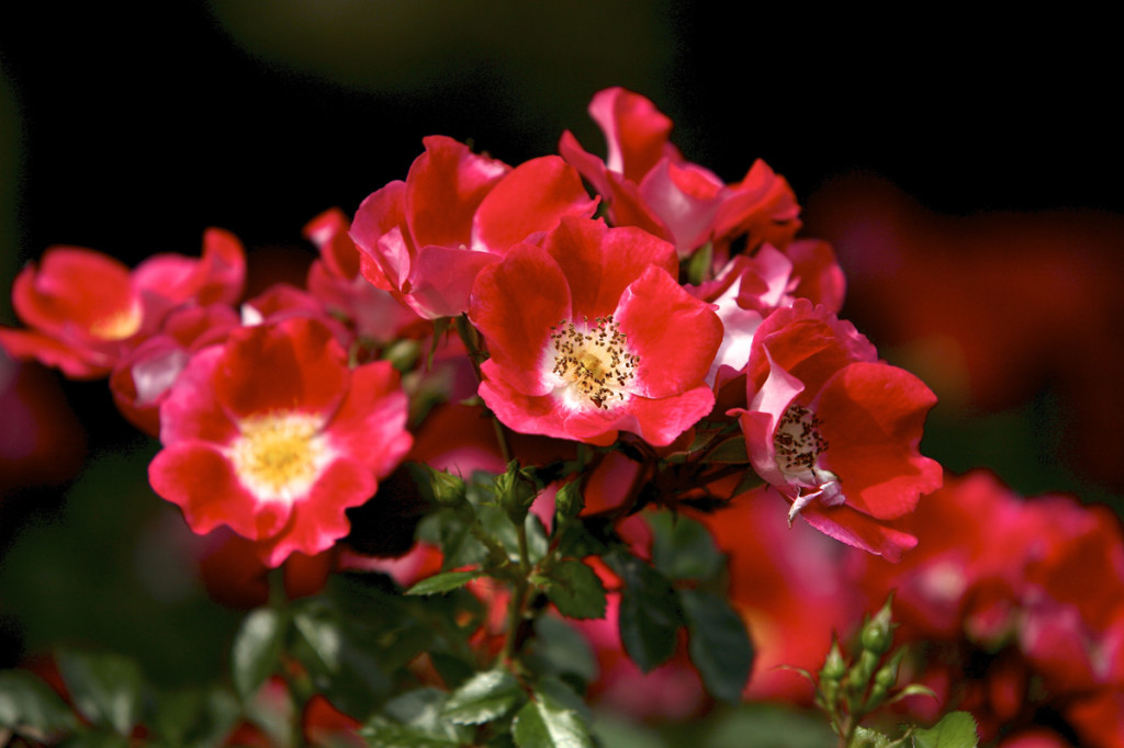 Thornden Park Rose Garden. Michael Davis Photo | Syracuse New Times