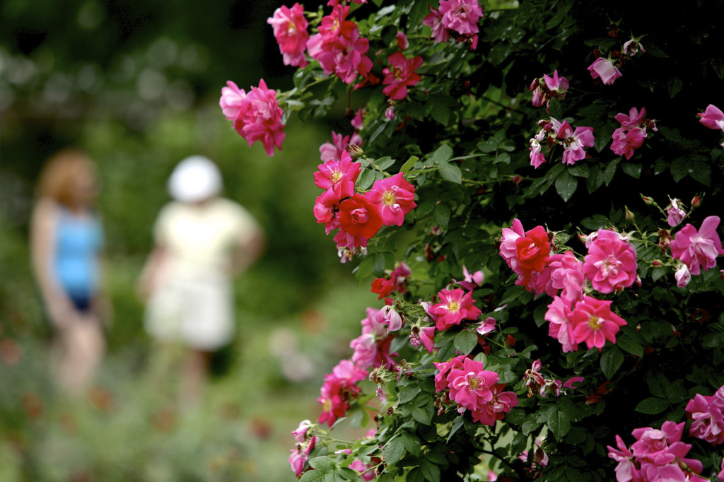 Thornden Park Rose Garden. Michael Davis Photo | Syracuse New Times