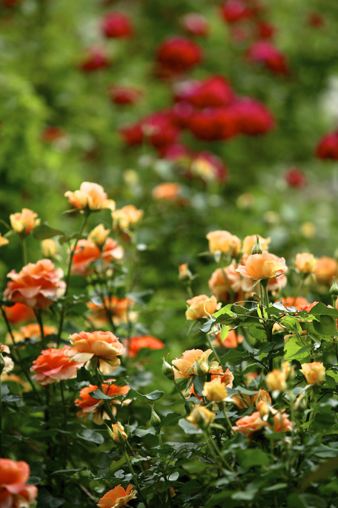 Thornden Park Rose Garden. Michael Davis Photo | Syracuse New Times