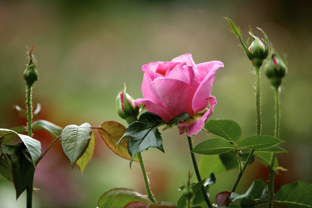 Thornden Park Rose Garden. Michael Davis Photo | Syracuse New Times