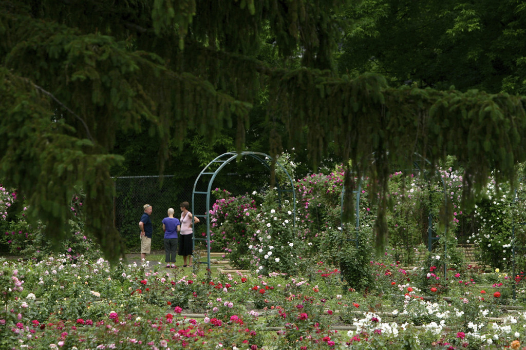 Thornden Park Rose Garden. Michael Davis Photo | Syracuse New Times