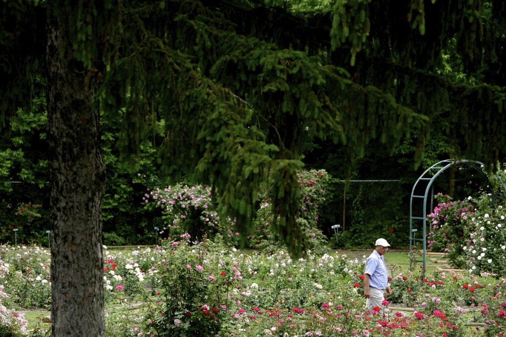 Thornden Park Rose Garden. Michael Davis Photo | Syracuse New Times