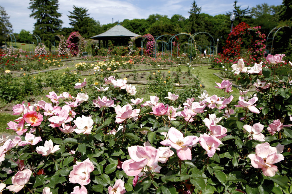 Thornden Park Rose Garden. Michael Davis Photo | Syracuse New Times