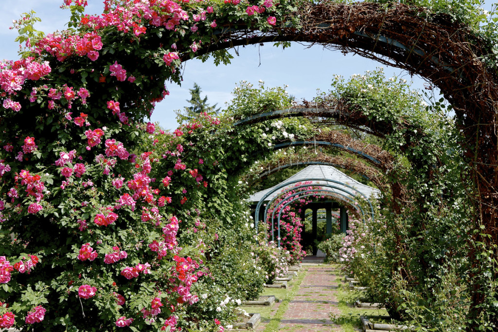 Thornden Park Rose Garden. Michael Davis Photo | Syracuse New Times