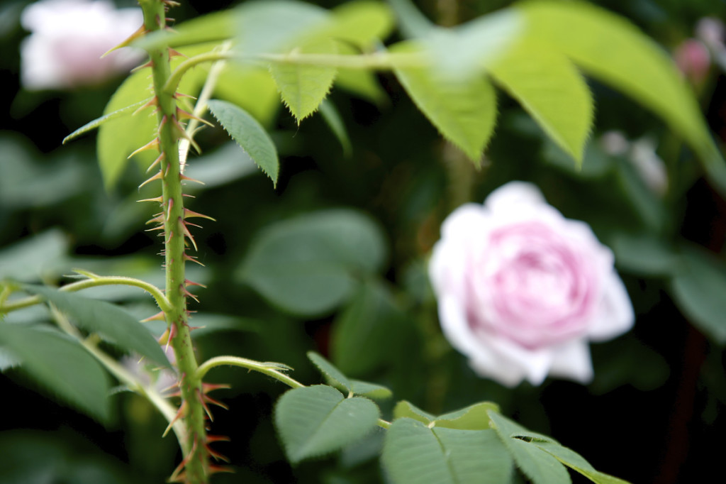 Thornden Park Rose Garden. Michael Davis Photo | Syracuse New Times