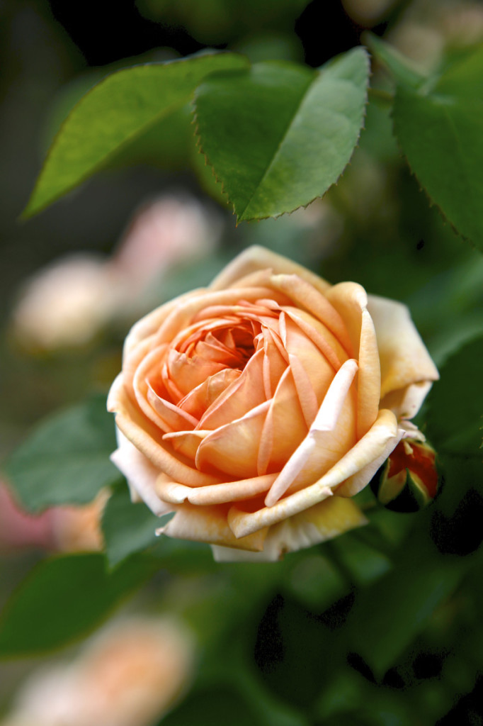 Thornden Park Rose Garden. Michael Davis Photo | Syracuse New Times