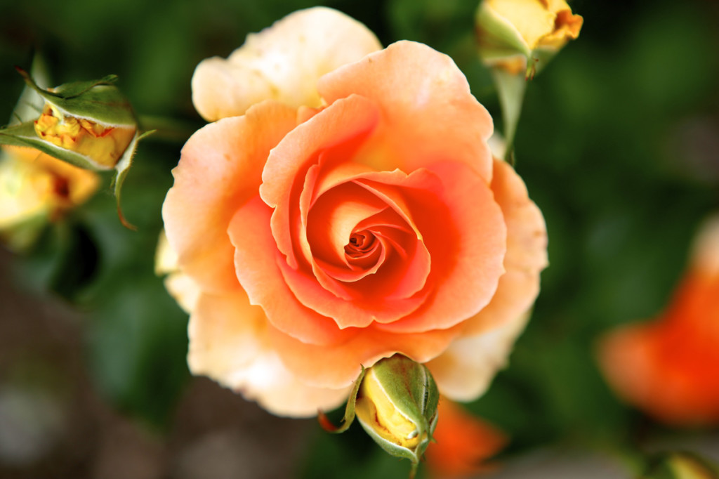 Thornden Park Rose Garden. Michael Davis Photo | Syracuse New Times