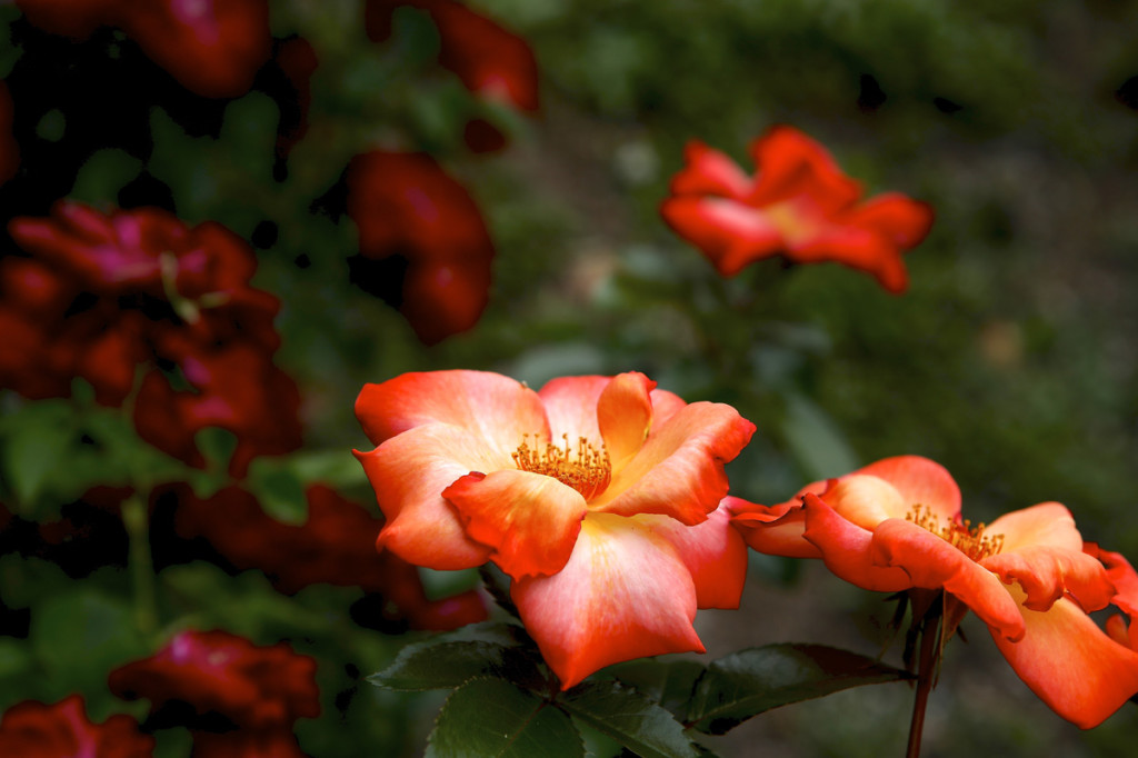 Thornden Park Rose Garden. Michael Davis Photo | Syracuse New Times