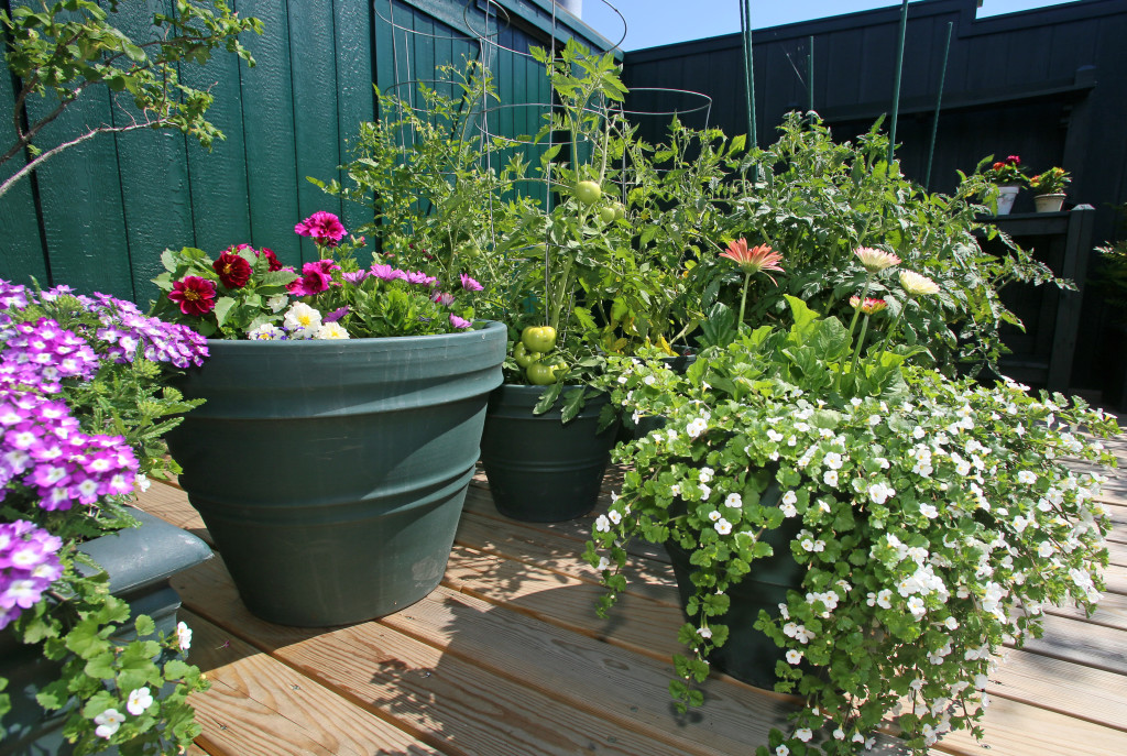 Karen Goodman grows a mixture of trees, flowers and vegetables in her roof-top garden at Mission Landing in Franklin Square. Photo by Gloria Wright | Syracuse New Times