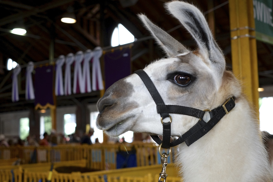The New York State Fair 2014. Michael Davis Photo | Syracuse New Times