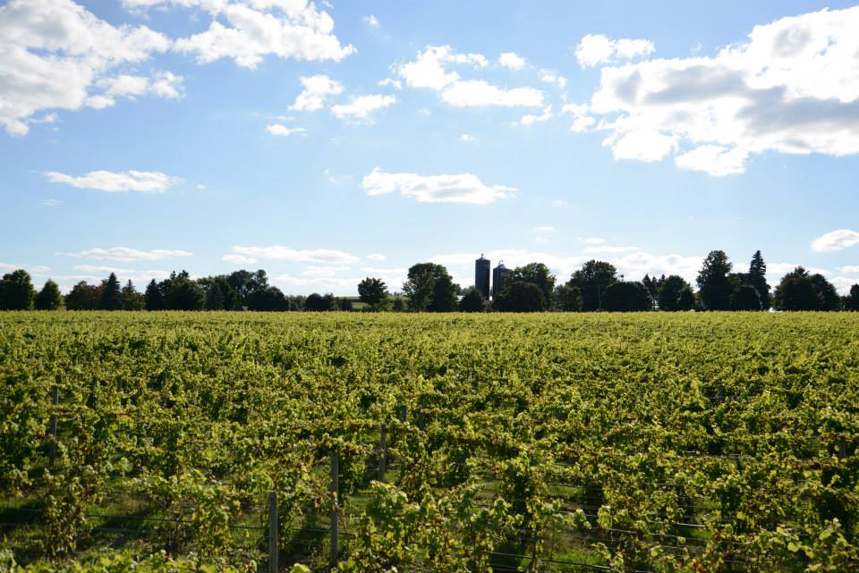 White Birch Vineyards Tasting Room vineyard. Photo from White Birch Vineyards Tasting Room's Facebook.