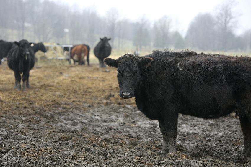 GreyRock Farm