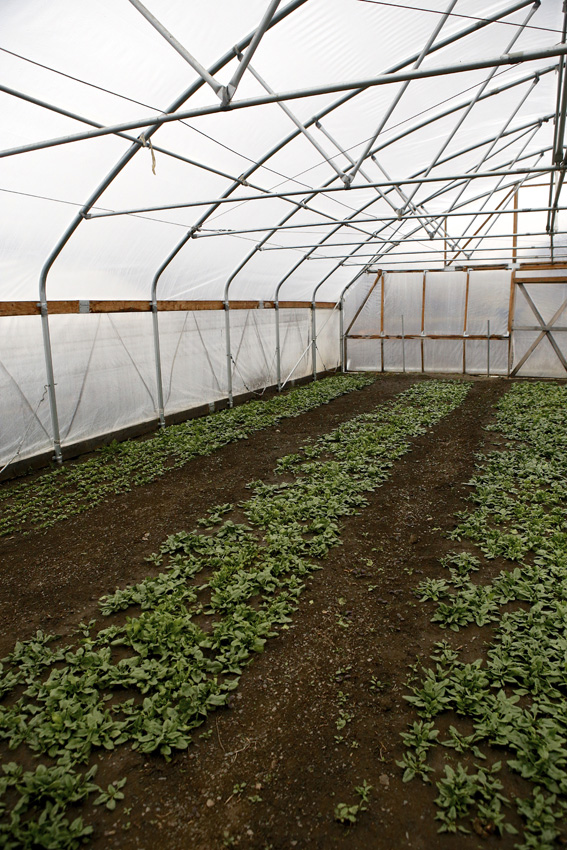 GreyRock Farm