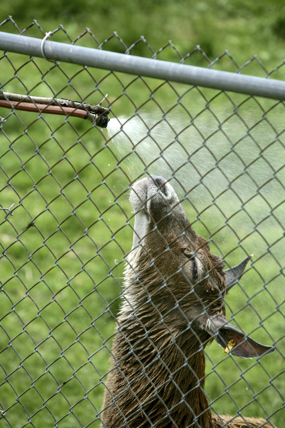 Syracuse Zoo
