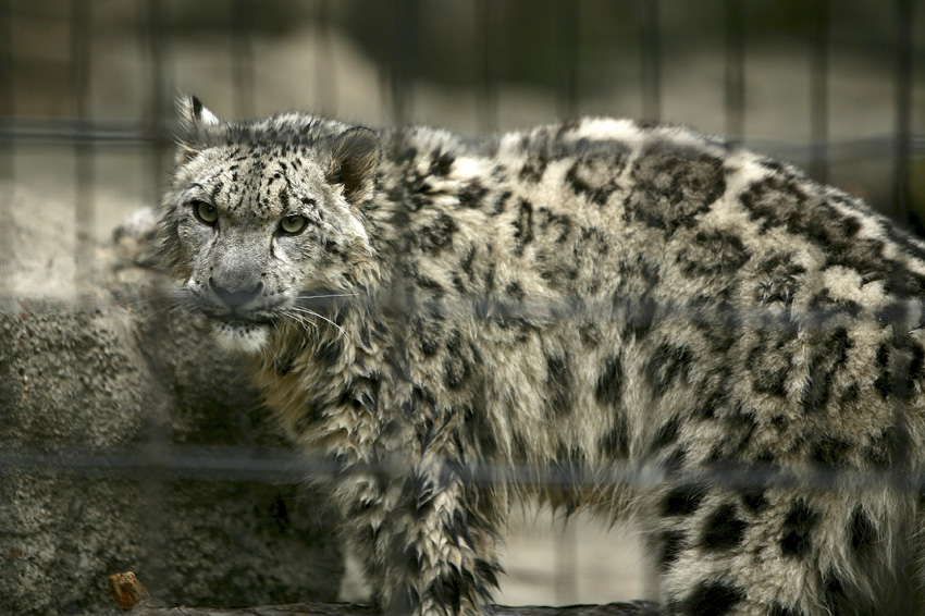 Syracuse Zoo