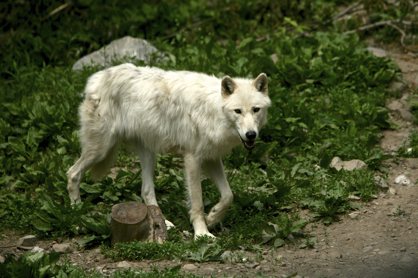 Syracuse Zoo