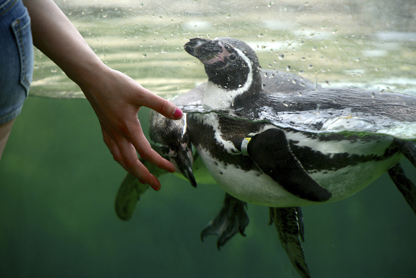 Syracuse Zoo