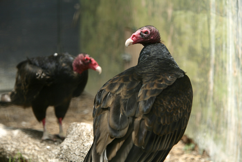 Syracuse Zoo