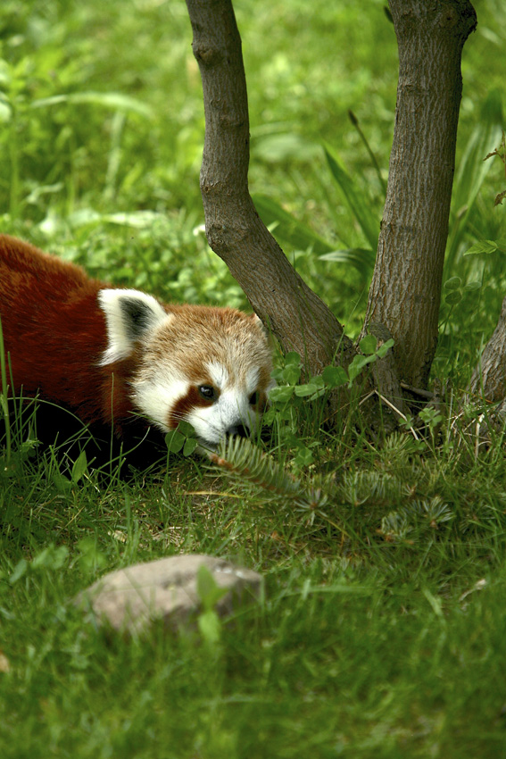 Syracuse Zoo