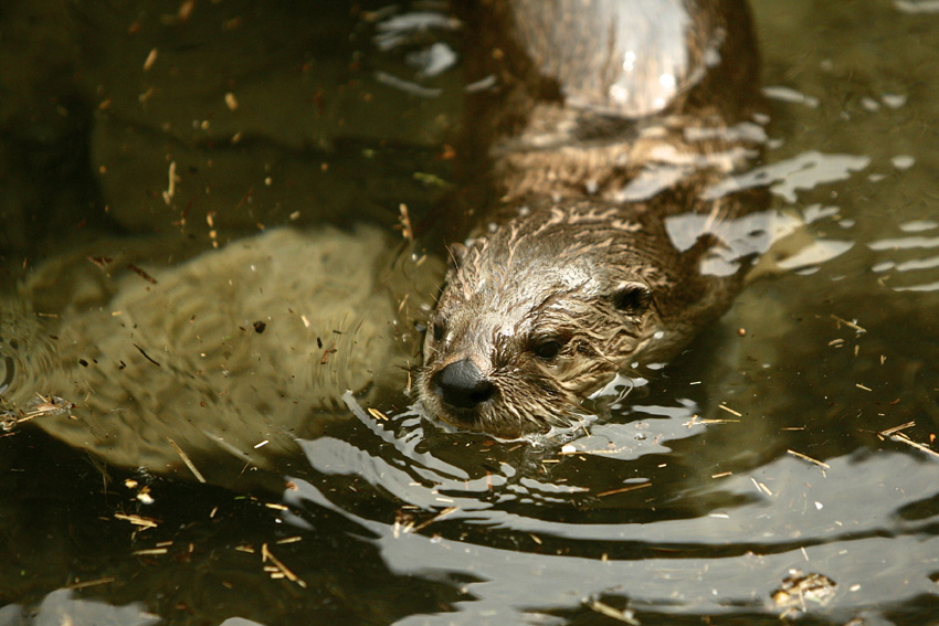 Syracuse Zoo