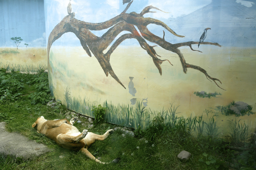 Syracuse Zoo
