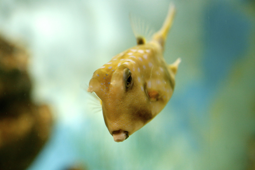 Syracuse Zoo