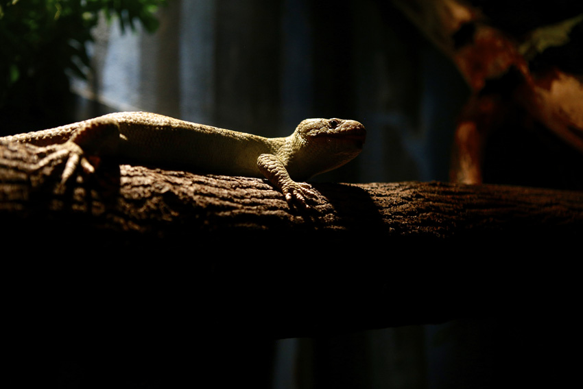 Syracuse Zoo