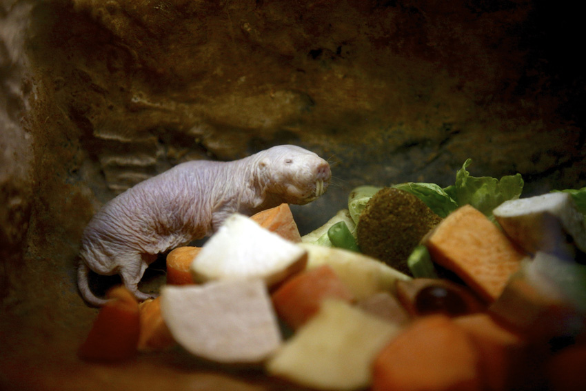 Syracuse Zoo