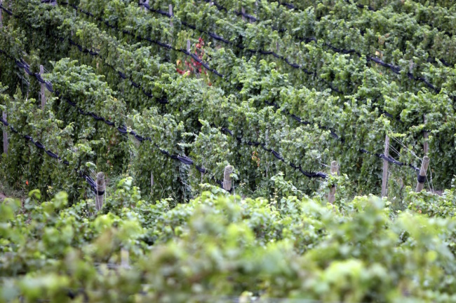 Heart and Hands Winery