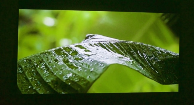 A close-up photograph if a green leaf, with some fresh dew visible.