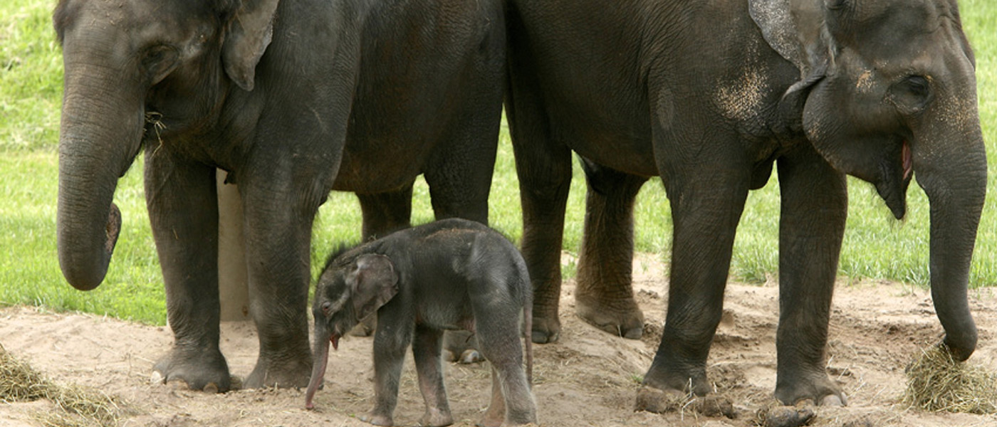 bouncing baby elephant at rosamond gifford zoo syracuse new times