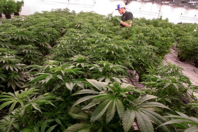 A Terradiol employee examines the plants.